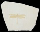 Fossil Dragonfly (Tharsophlebia) - Solnhofen Limestone #38934-1